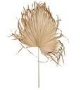 Dried Palm Fan Leaf