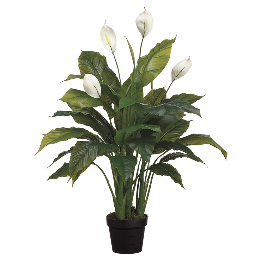 Peace Lily in Pot 42in
