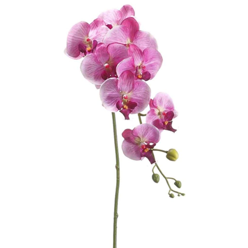 Phalaenopsis Orchid Spray Fuschia 40in