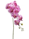 Phalaenopsis Orchid Spray Fuschia 40in