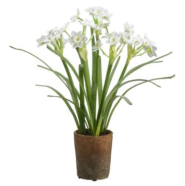  Narcissus in Cement Pot 16in