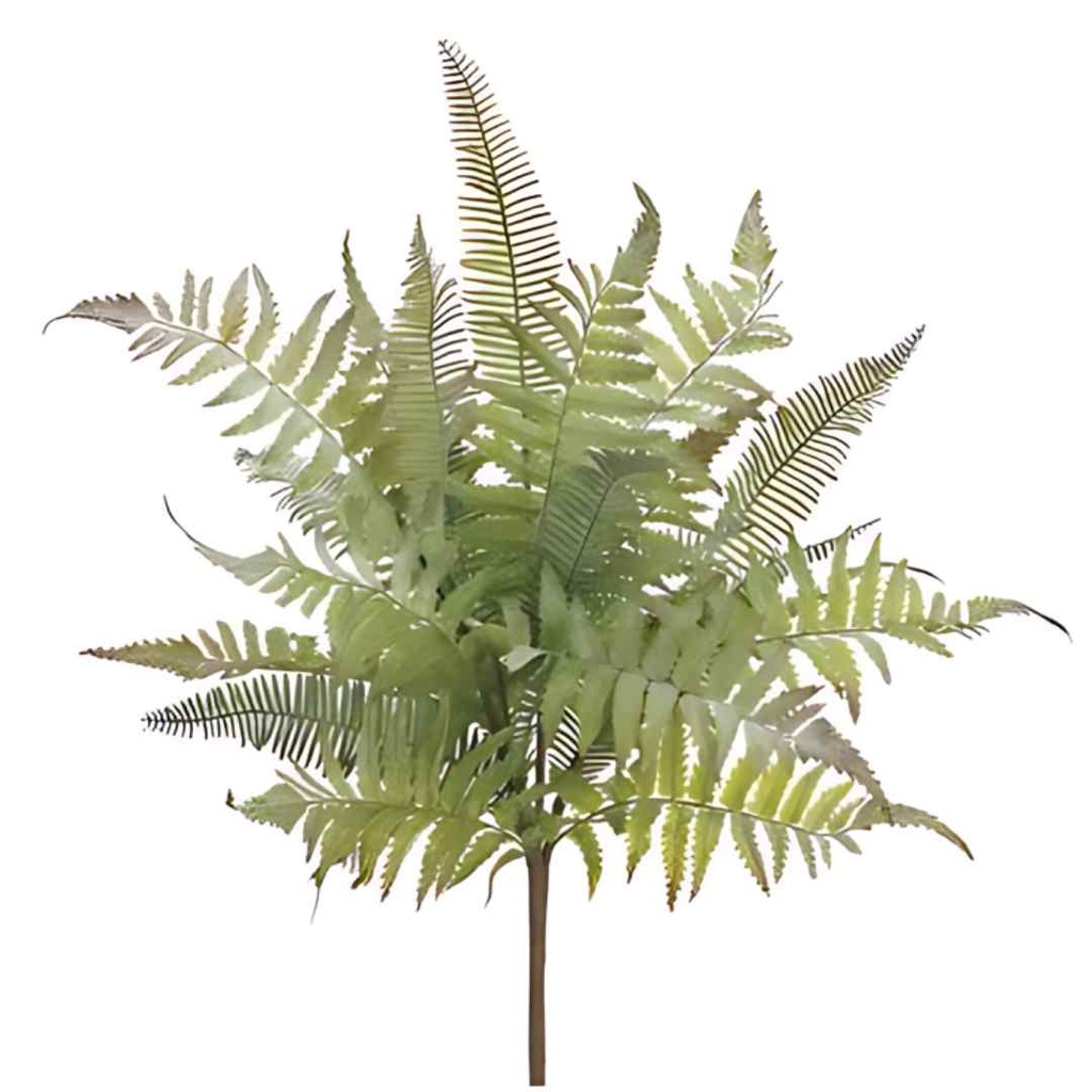  Fern Bush 18in