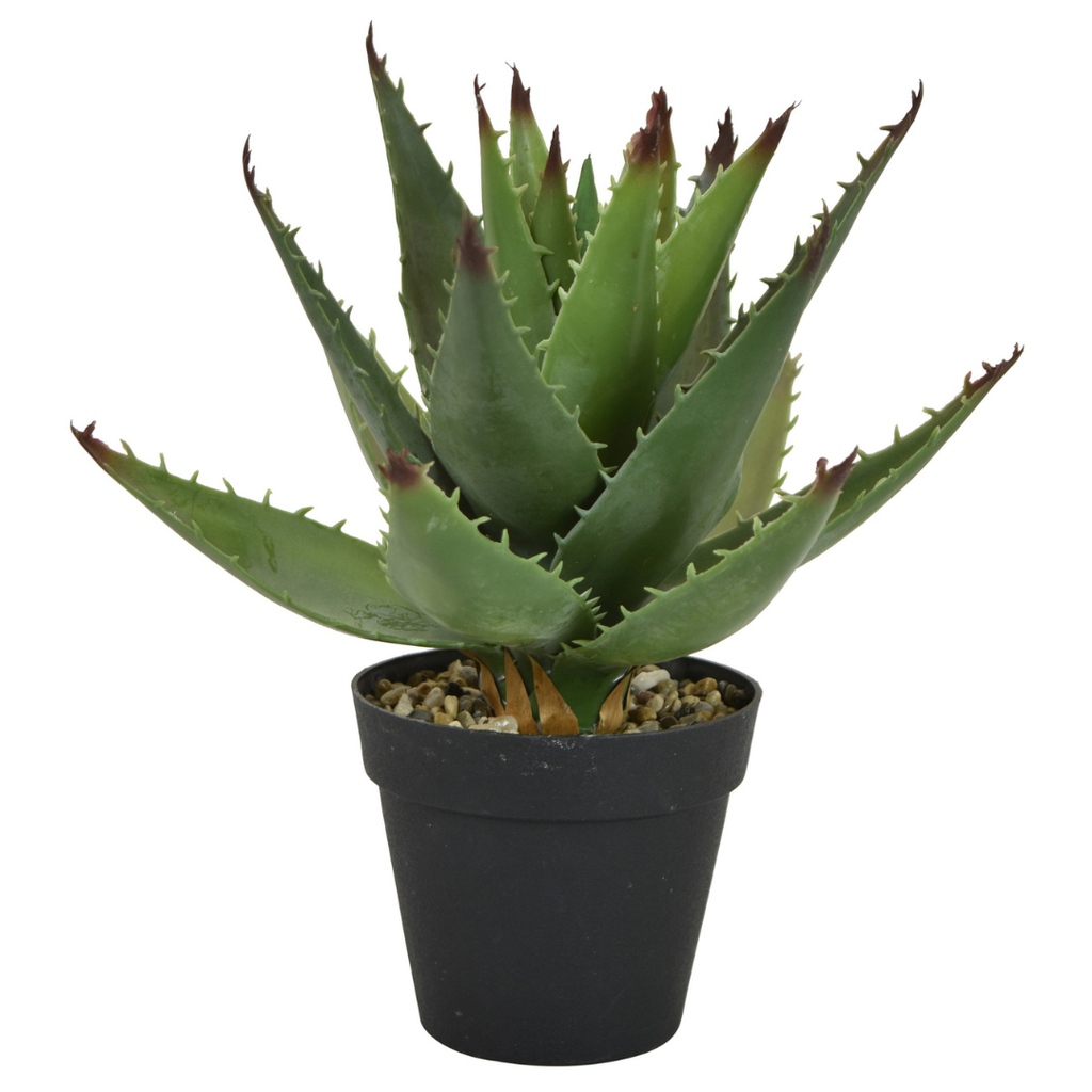 Cactus in Plastic Pot