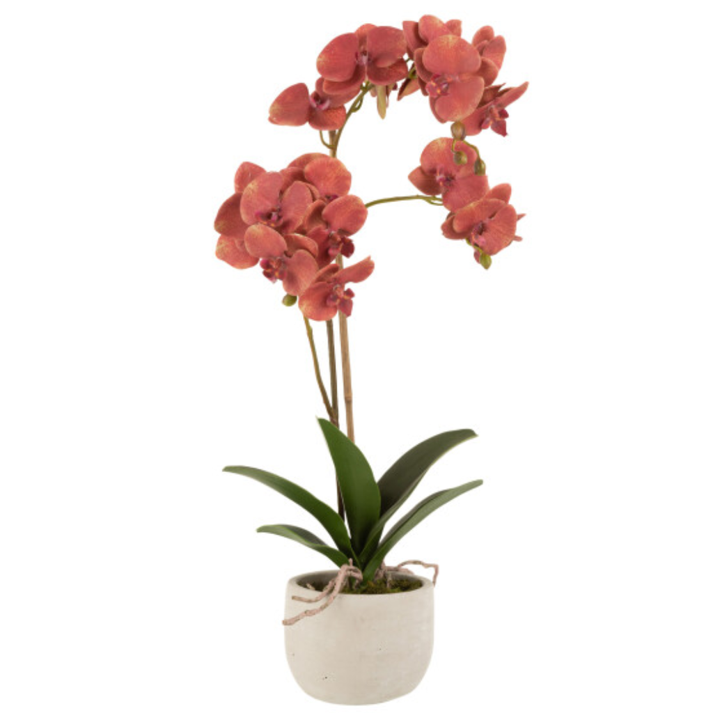 Deep Red Orchid in Ceramic Pot 23in