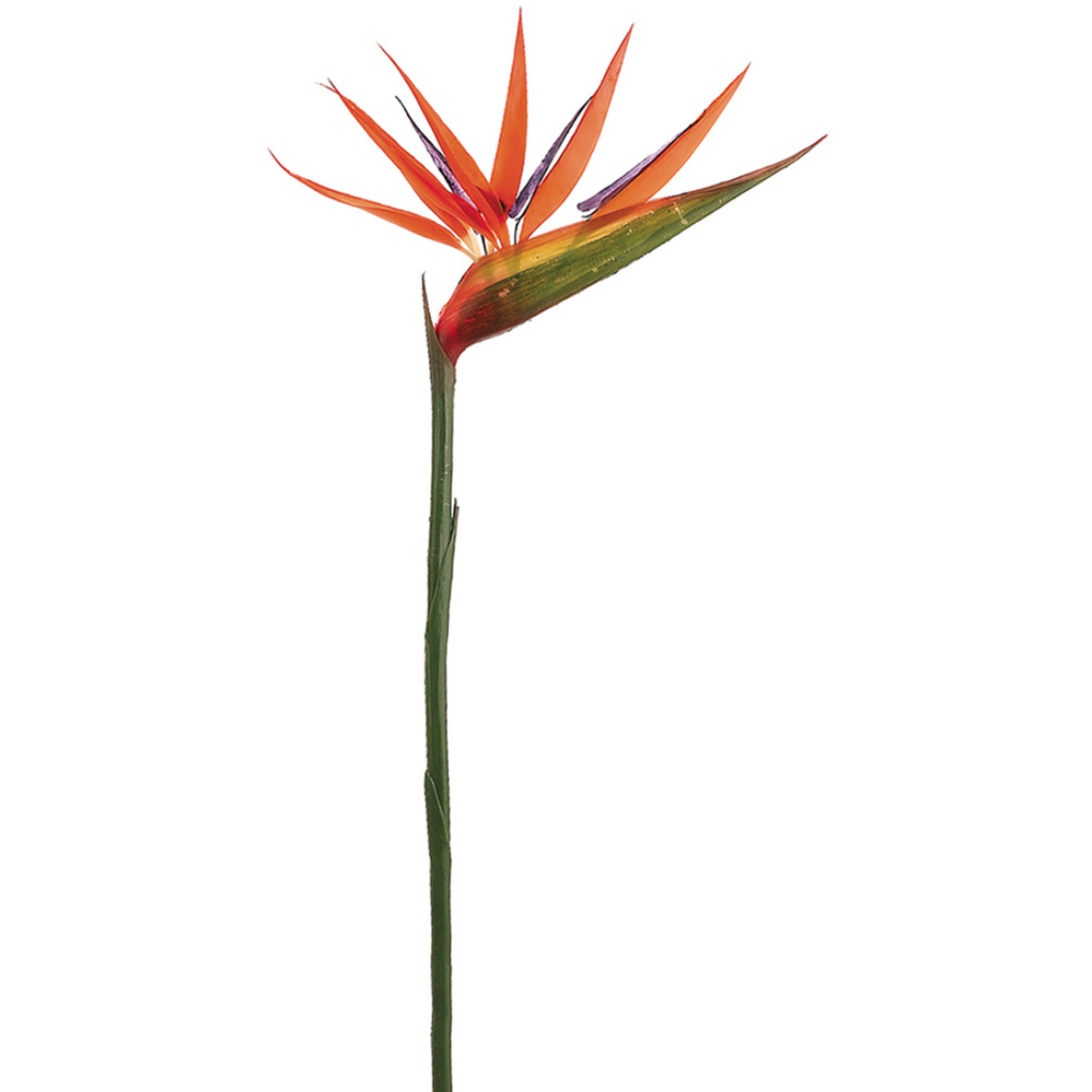 Bird of Paradise 36in