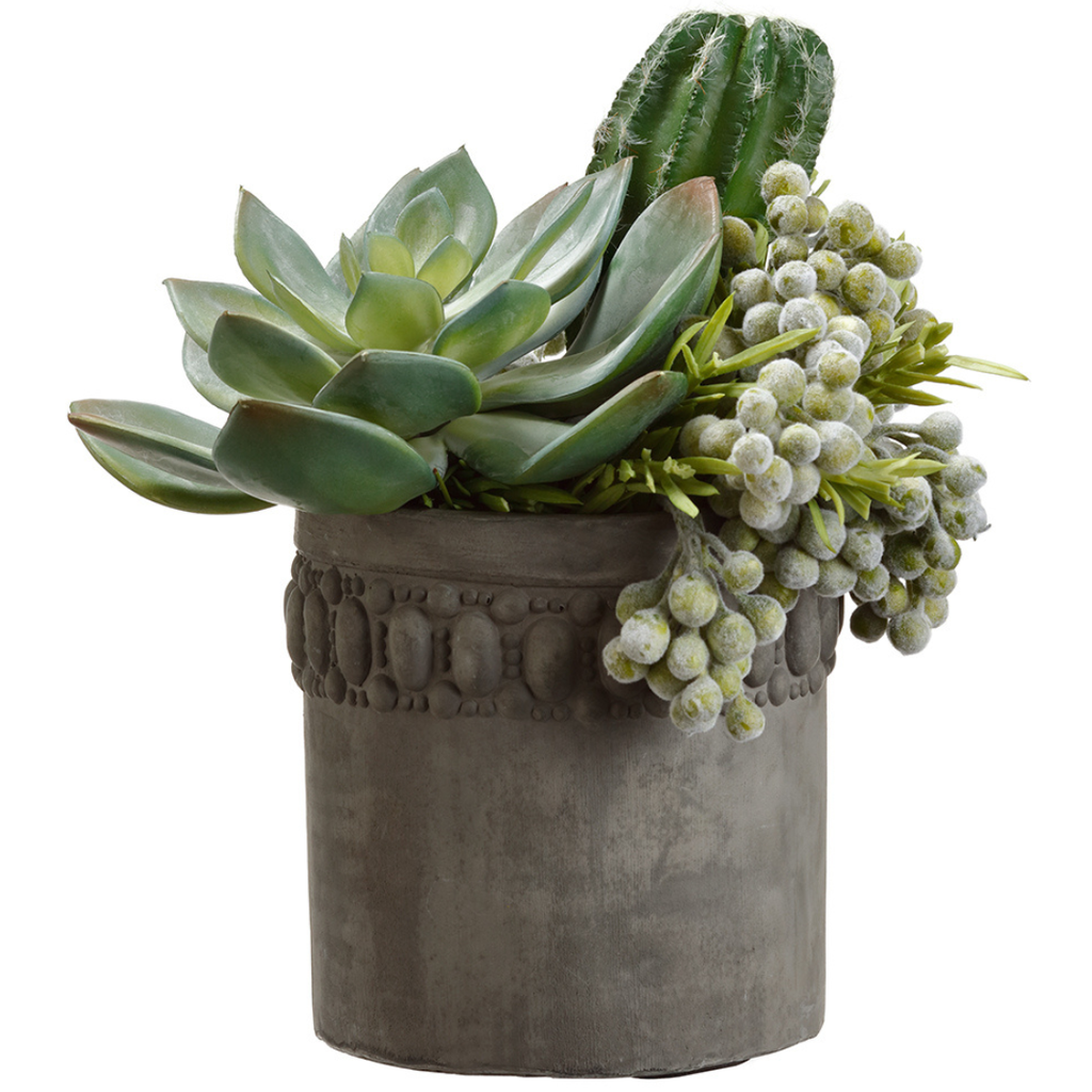 Echeveria & Cactus in Cement Pot 9in