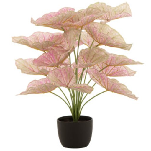 [171717-TT] Caladium in Plastic Pot Pink/Green