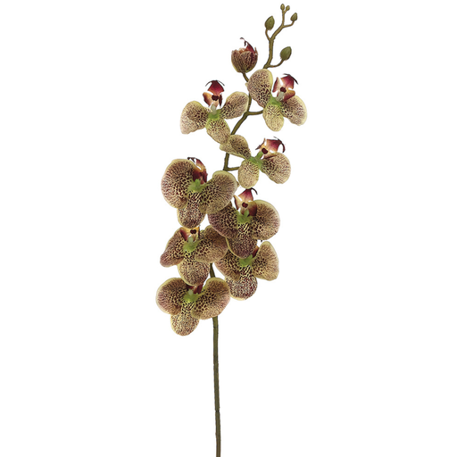 [171872-TT] Phalaenopsis Spray Green & Burgundy 40in