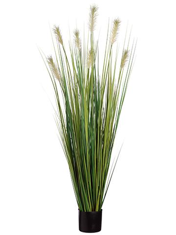 [172718-TT] Pampass Grass in Pot 60in