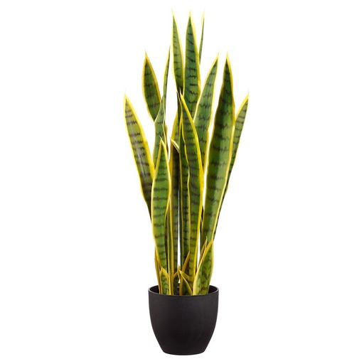 [172720-BB] Variegated Sanseviera Plant in Pot 33in
