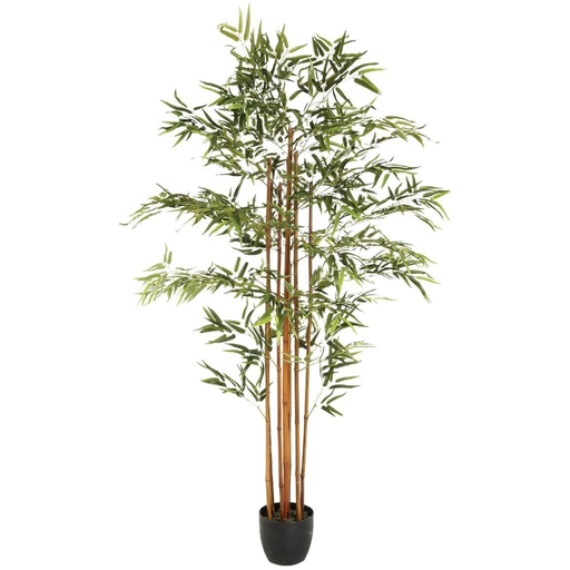 [173762-TT] Bamboo in Pot 6ft