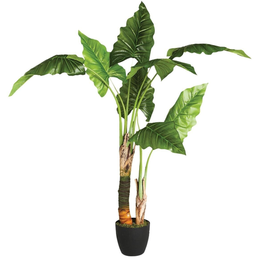 [173763-TT] Banana Tree in Pot 4ft