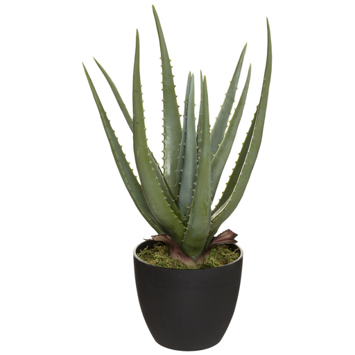 [173795-TT] Aloe in Black Pot 44cm