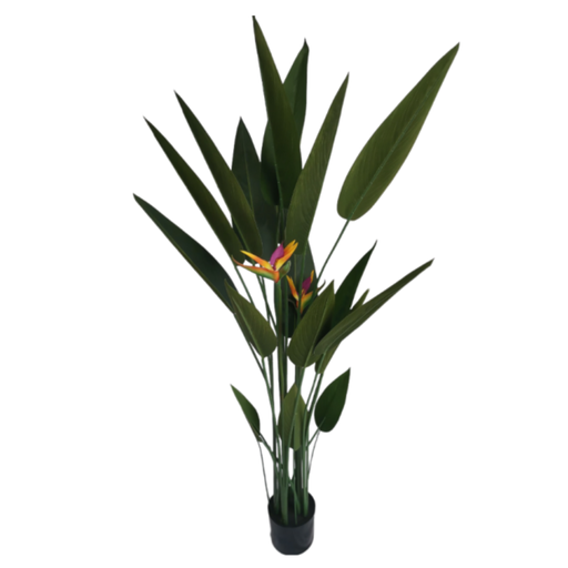[173920-TT] Bird of Paradise Potted Plant 5ft