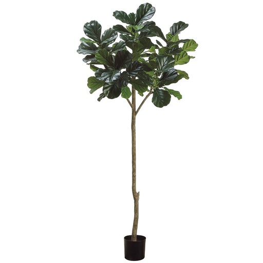 [174329-TT] Fiddle Leaf Plant 7ft