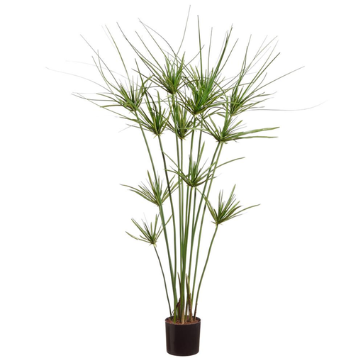 [175129-TT] Papyrus Plant in Pot 41in