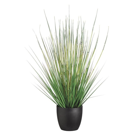 [175811-TT]  Horse Tail Bush in Pot 34in