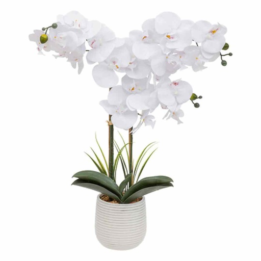 [176504-TT] White Orchid in Ceramic Pot 23in