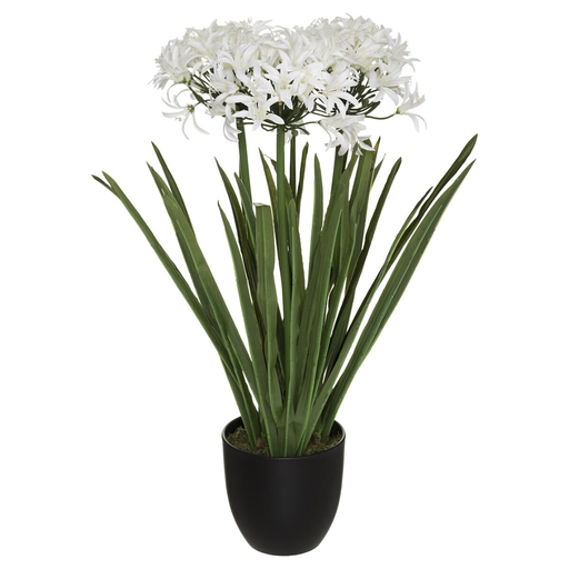 [178204-TT] Agapanthus in Pot 25in