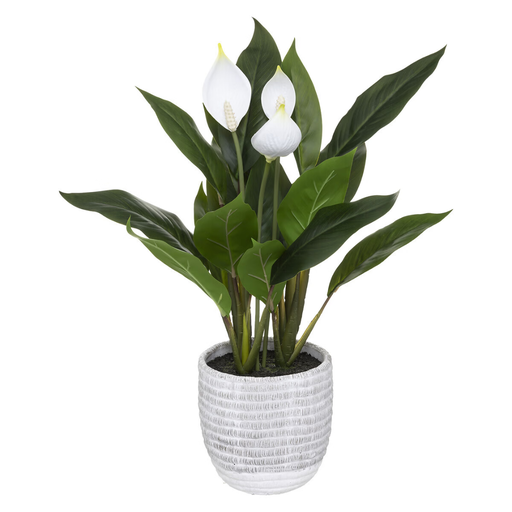 [178206-TT] Peace Lily in Concrete Pot 21in