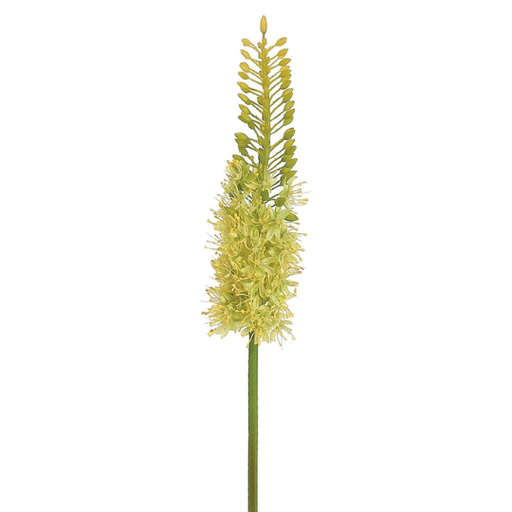 [178824-TT] Eremurus Spray Green 35in
