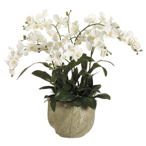 [178832-TT] Phalaenopsis in Stone Pot 30in