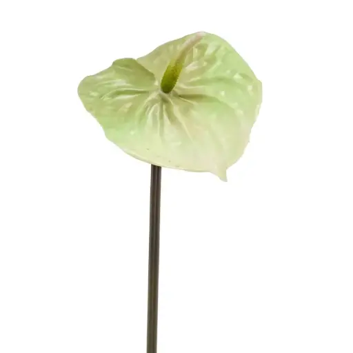 [179526-TT] Anthurium Spray Green 25.5in