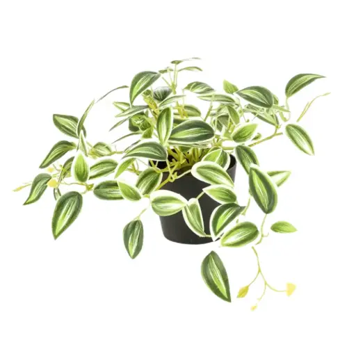 [179532-TT] Tradescantia Green & White in Pot 7.5in