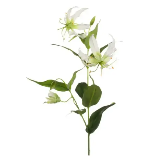 [179536-TT] Gloriosa Spray Cream 29.5in