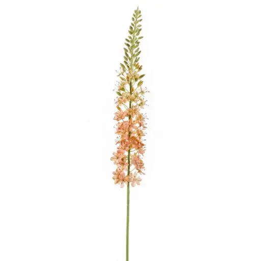 [179548-TT] Eremurus Spray Peach 41in