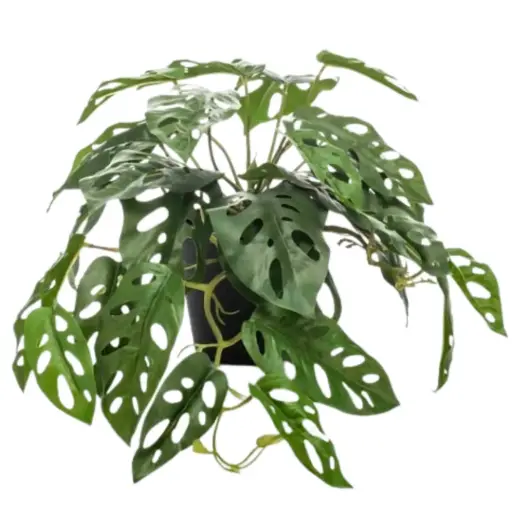 [179557-TT] Monstera Monkey Bush in Pot 21.5in