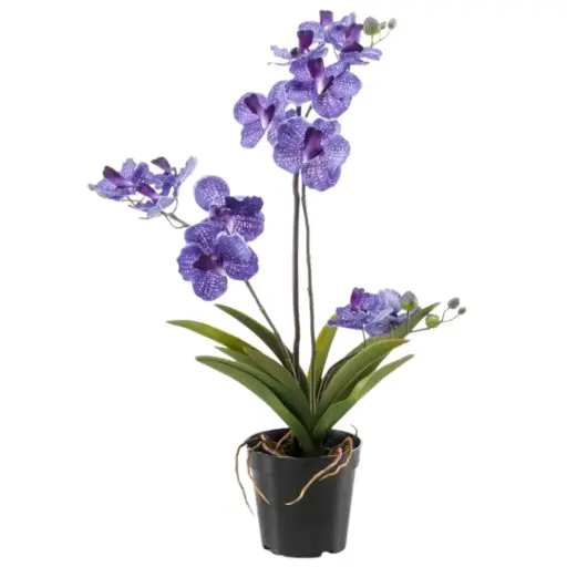 [179558-TT] Vanda Orchid in Pot Purple 23.5in