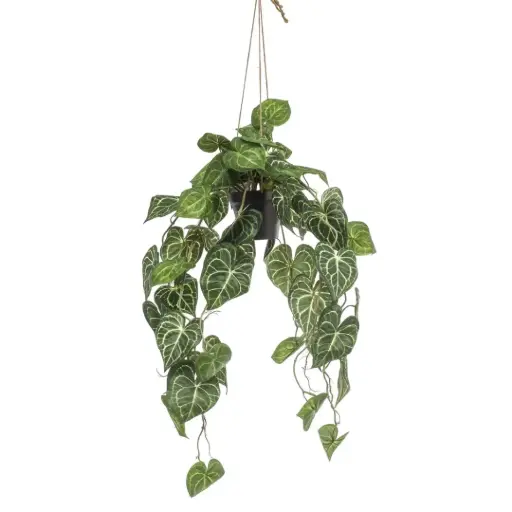 [179559-TT] Anthurium Hanging in Pot 33.5in