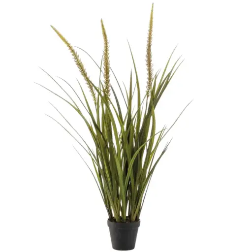 [179560-TT] Grass Foxtail in Pot 35.5in
