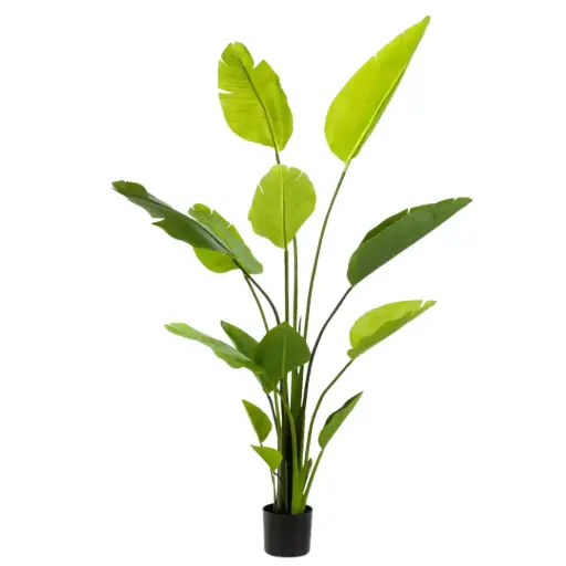[179566-TT] Strelitzia Nicolai 59in