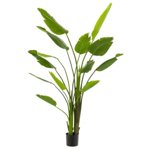 [179568-TT] Strelitzia Nicolai 6ft