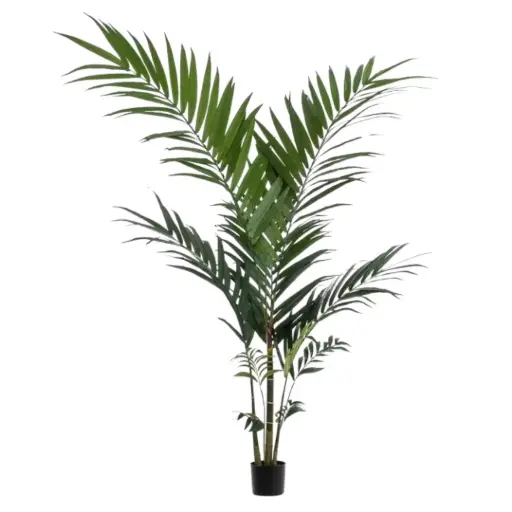 [179569-TT] Kentia Palm 59in