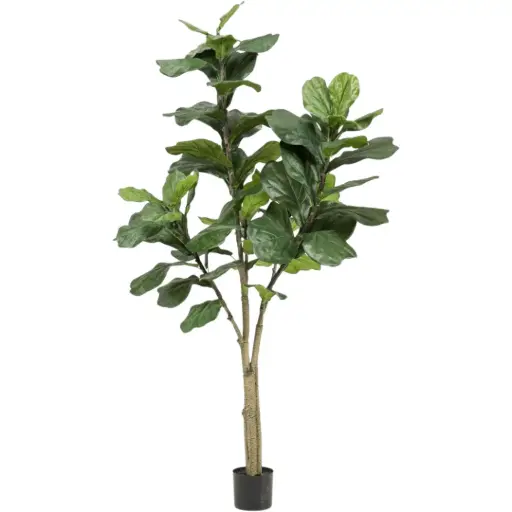 [179571-TT] Ficus Lyrata Tree 6ft