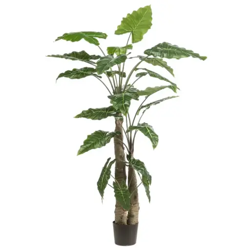 [179574-TT] Alocasia Giant Tree 6ft