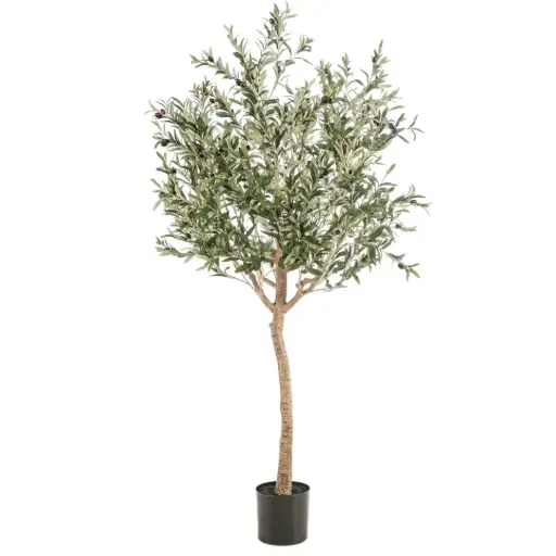 [179577-TT] Olive Tree 6ft