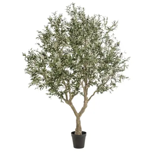 [179578-TT] Olive Tree 8ft