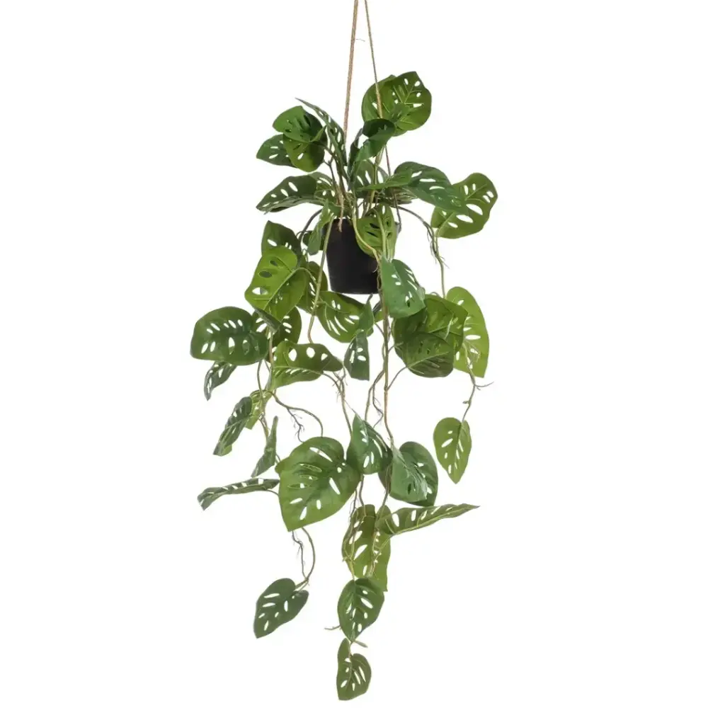 Monstera Monkey Hanging Plant in Pot 39in | Dwellings Home Trinidad