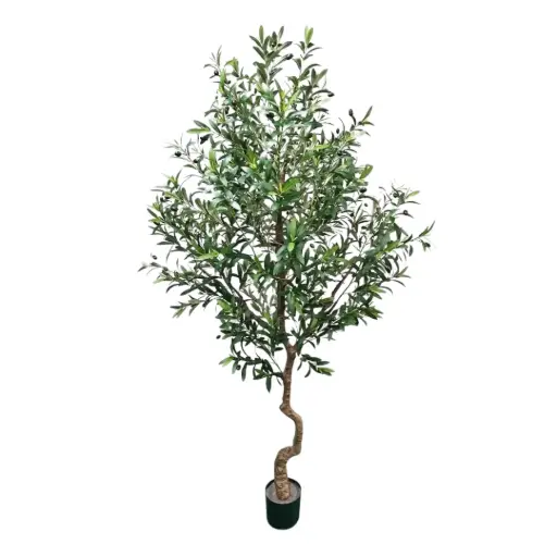 [181838-TT] Olive Tree 6.5ft