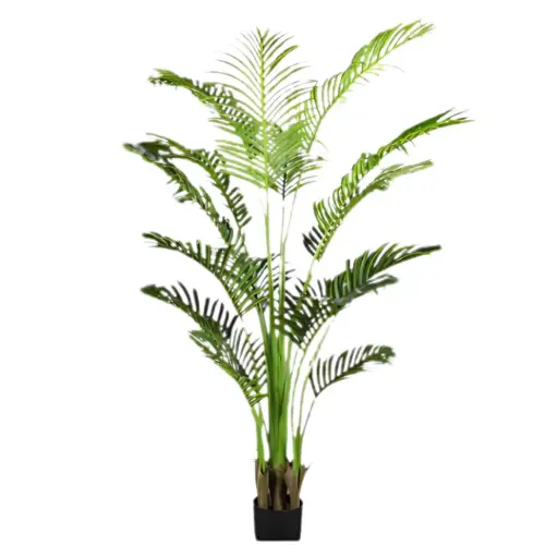 [181839-TT] Areca Palm 5.9ft