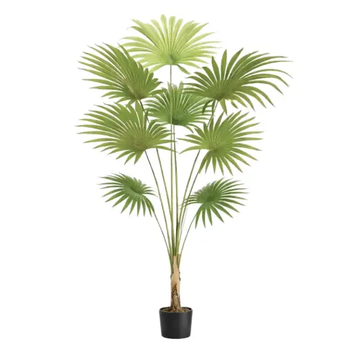 [181841-TT] Kentia Palm 5.9ft