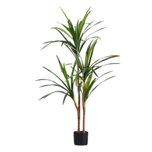 [181847-TT] Yucca Plant 4.3ft