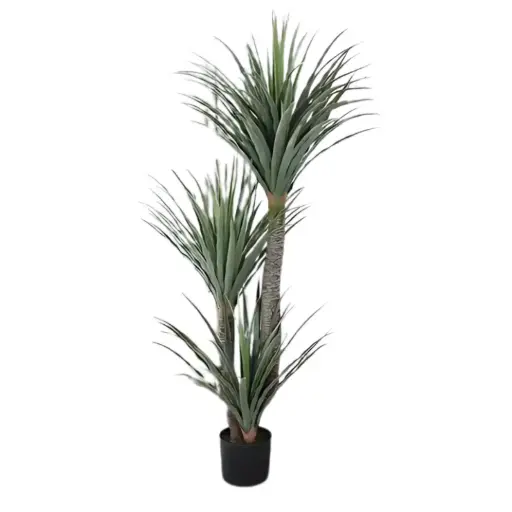 [181848-TT] Dracaena Reflexa Plant 5ft
