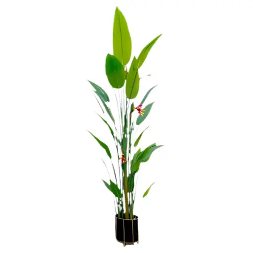 [181852-TT] Bird of Paradise Plant 5.4ft