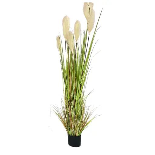 [181854-TT] Pampas Grass 4ft