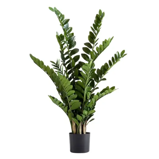 [181855-TT] ZZ Plant 3.4ft